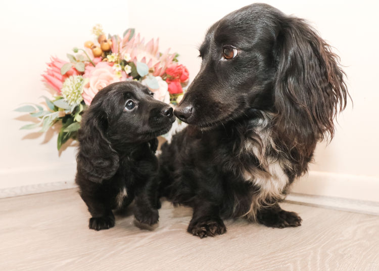 Tees Miniature Dachshunds