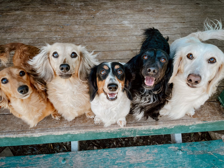 Tees Miniature Dachshunds