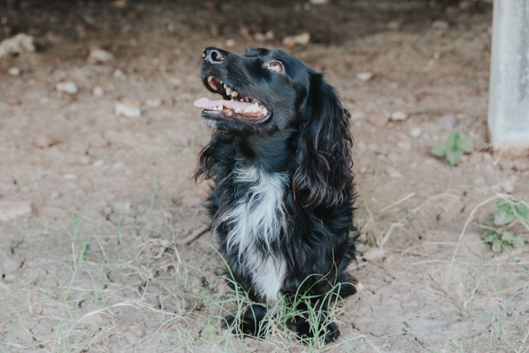 Tees Miniature Dachshunds