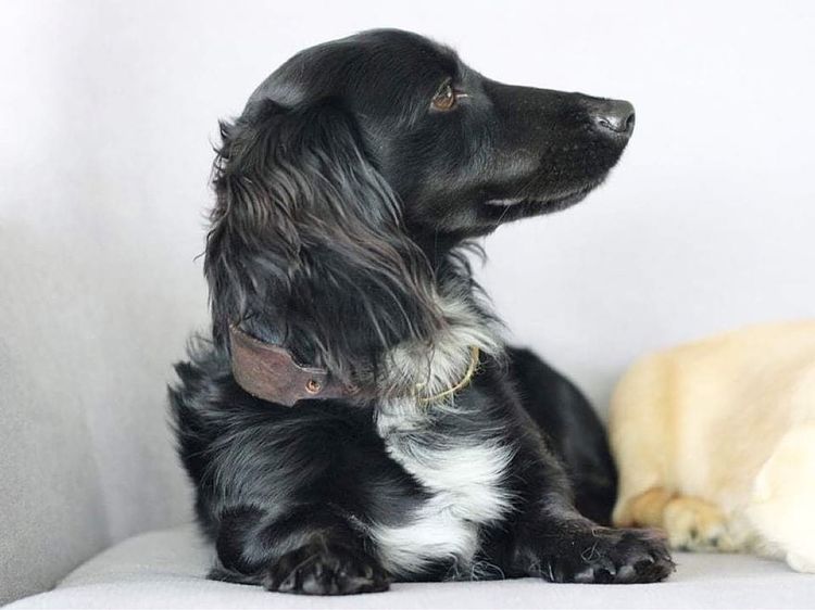 Tees Miniature Dachshunds