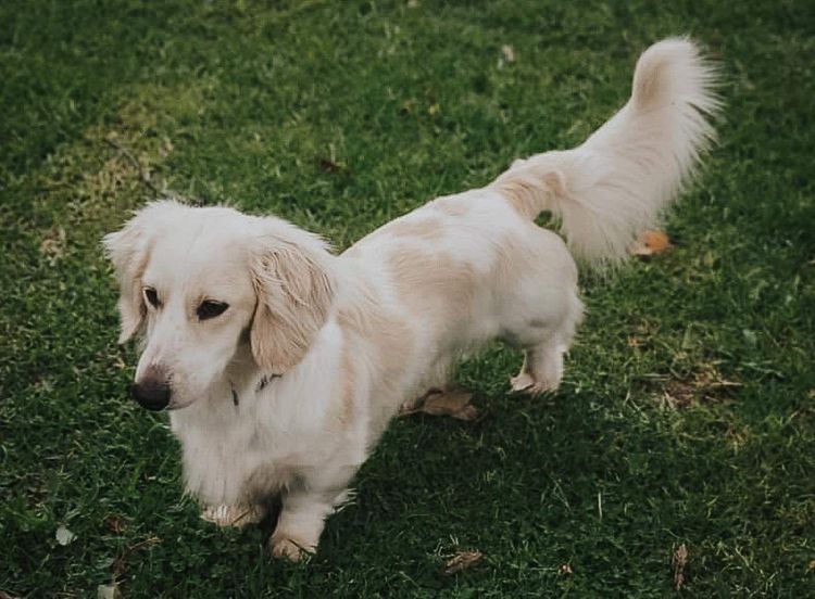 Tees Miniature Dachshunds