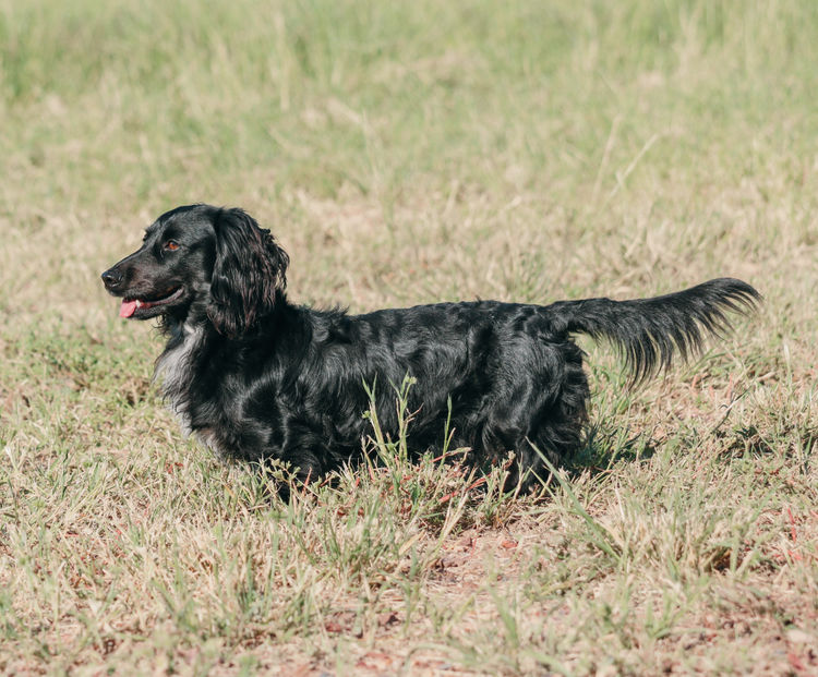 Tees Miniature Dachshunds