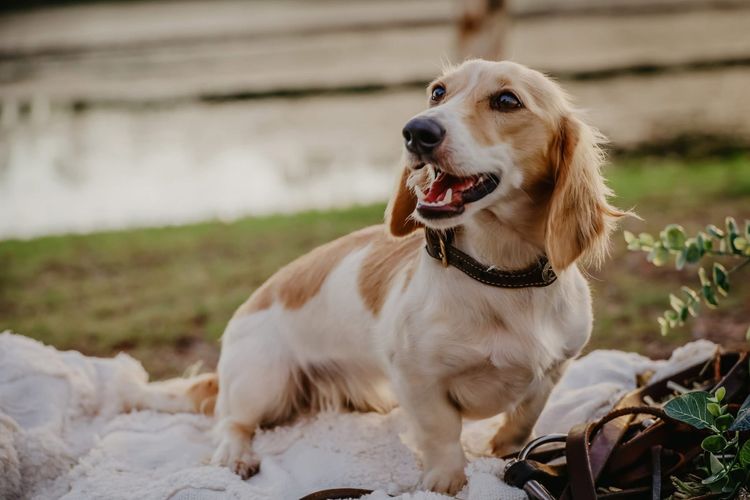 Tees Miniature Dachshunds