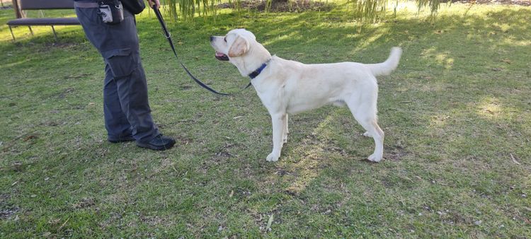 Amaiore Labrador Retrievers