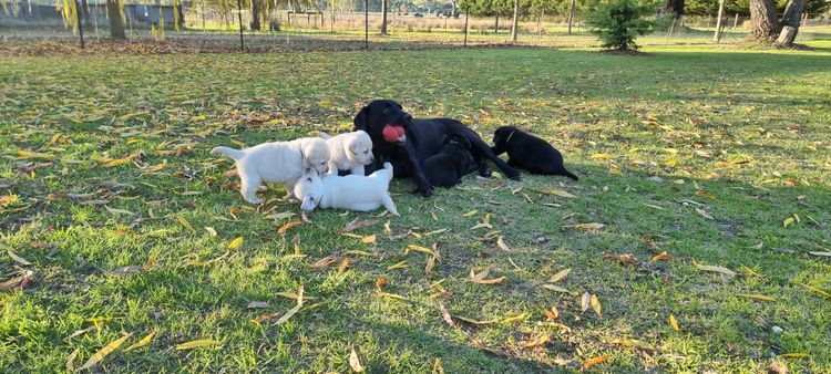 Amaiore Labrador Retrievers