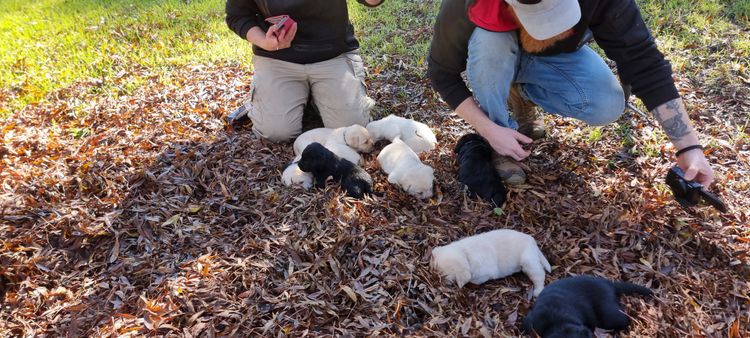 Amaiore Labrador Retrievers