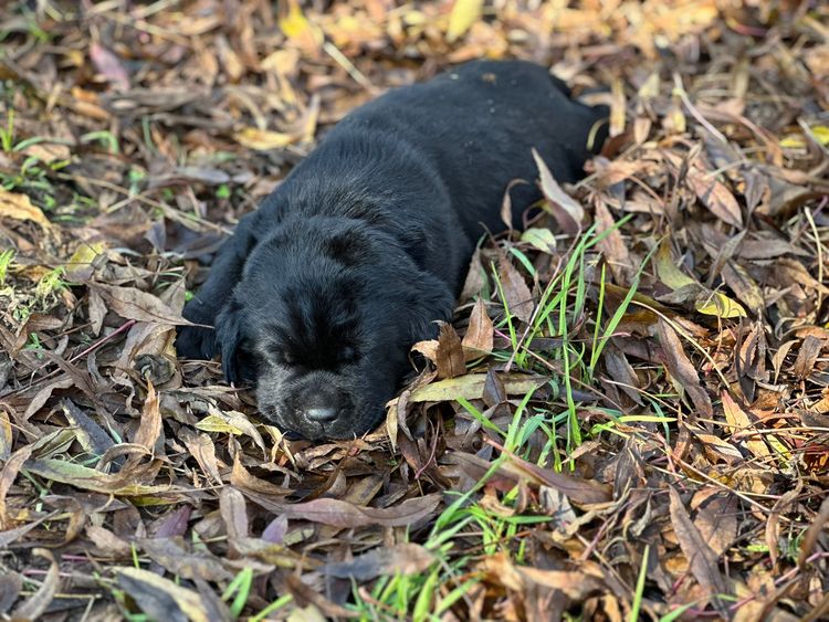 Amaiore Labrador Retrievers