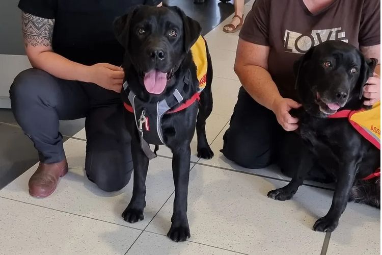 Amaiore Labrador Retrievers