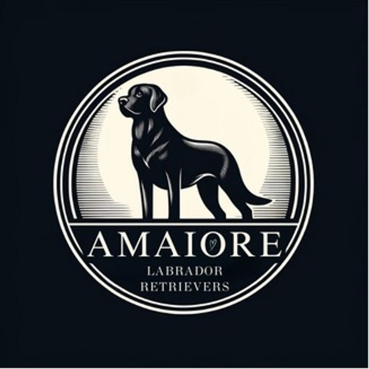Amaiore Labrador Retrievers