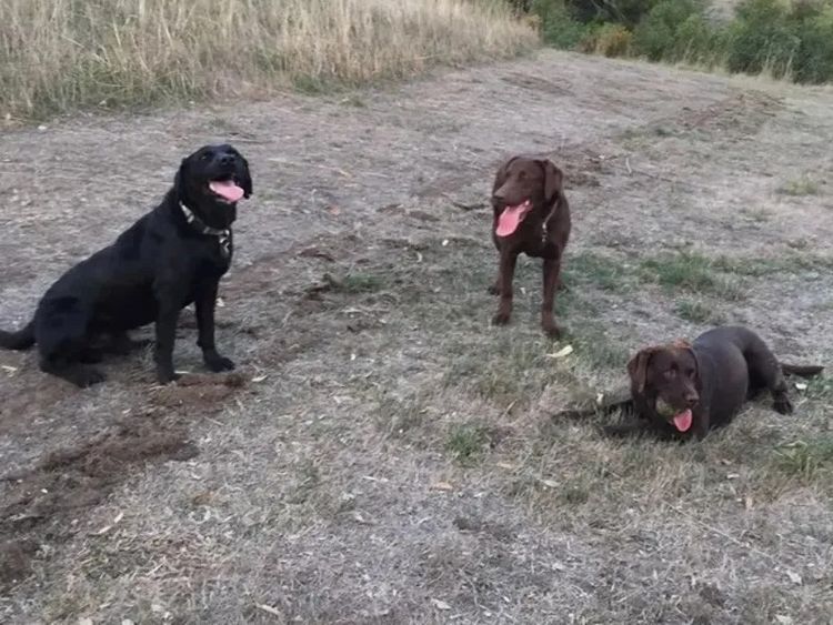 Marsagan Labradors (ANKC/Dogs QLD)