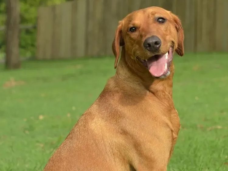 Marsagan Labradors (ANKC/Dogs QLD)