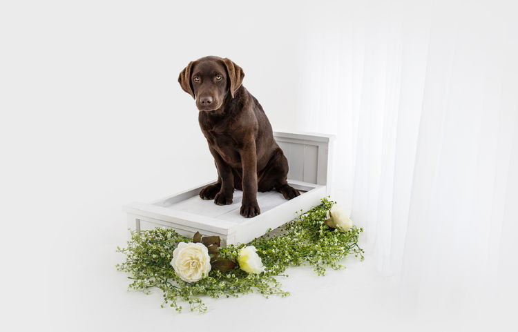 Marsagan Labradors (ANKC/Dogs QLD)