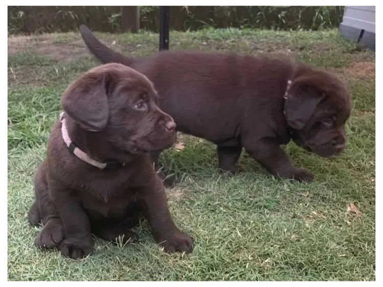 Marsagan Labradors (ANKC/Dogs QLD)