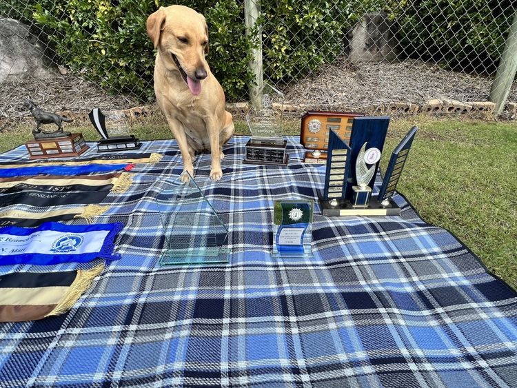 Marsagan Labradors (ANKC/Dogs QLD)