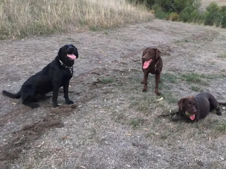 Marsagan Labradors (ANKC/Dogs QLD)