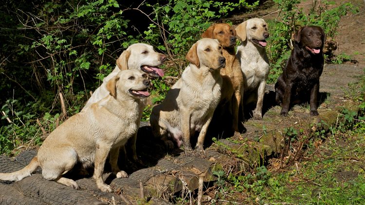 Marsagan Labradors (ANKC/Dogs QLD)