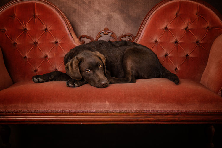 Marsagan Labradors (ANKC/Dogs QLD)