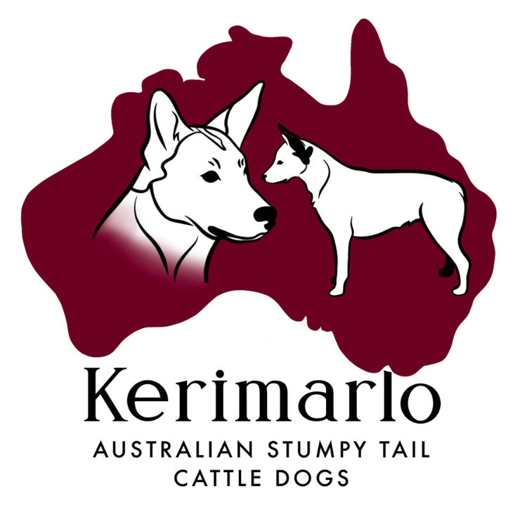KERIMARLO Australian Stumpy Tail Cattle Dogs