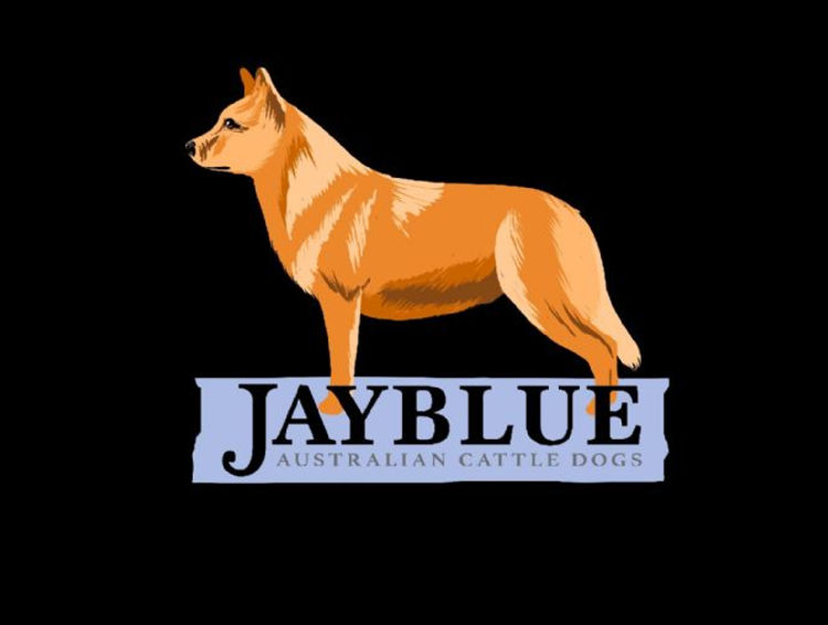 KERIMARLO Australian Stumpy Tail Cattle Dogs
