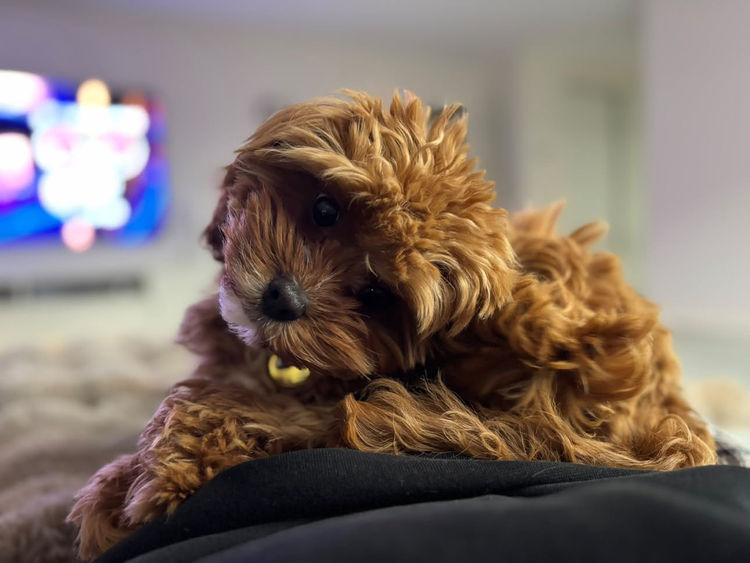 Capital Cavoodles Canberra