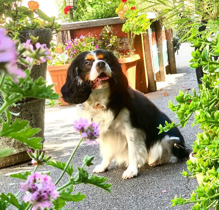 Capital Cavoodles Canberra