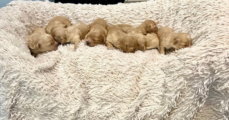 Capital Cavoodles Canberra