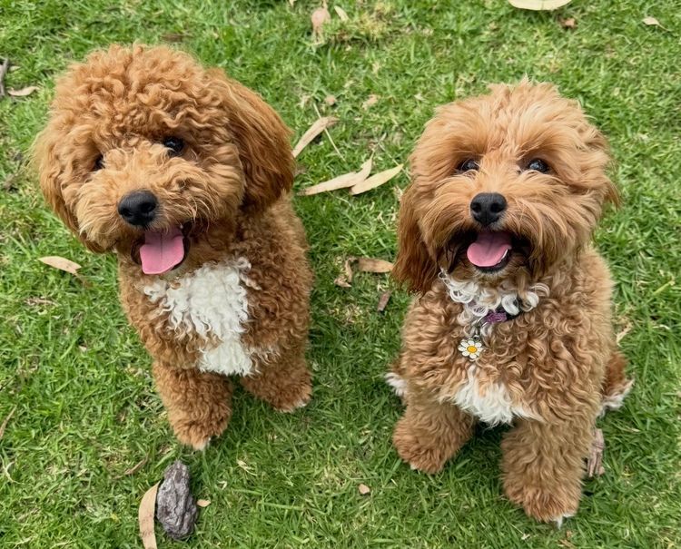 Sassy Shoodles