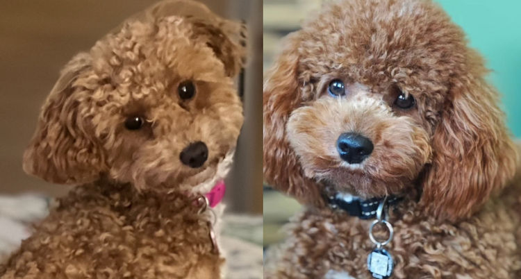 Sassy Shoodles