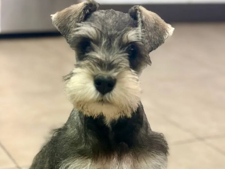 Kennik Miniature Schnauzers