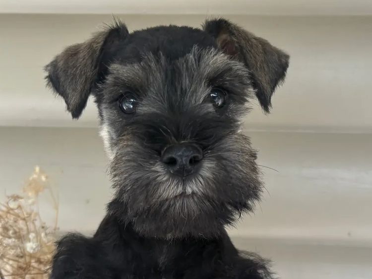 Kennik Miniature Schnauzers