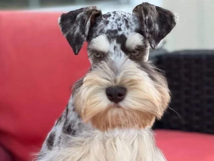 Kennik Miniature Schnauzers