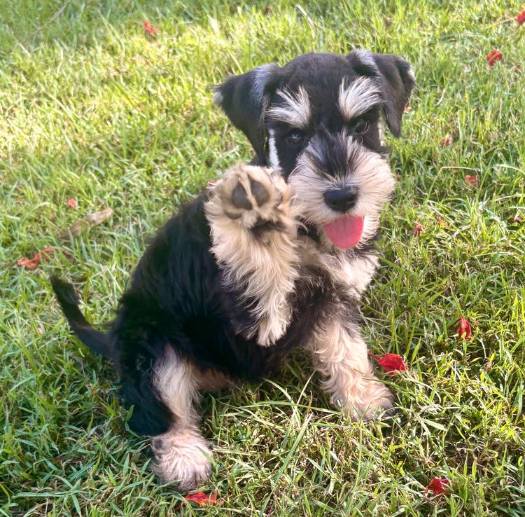 Kennik Miniature Schnauzers