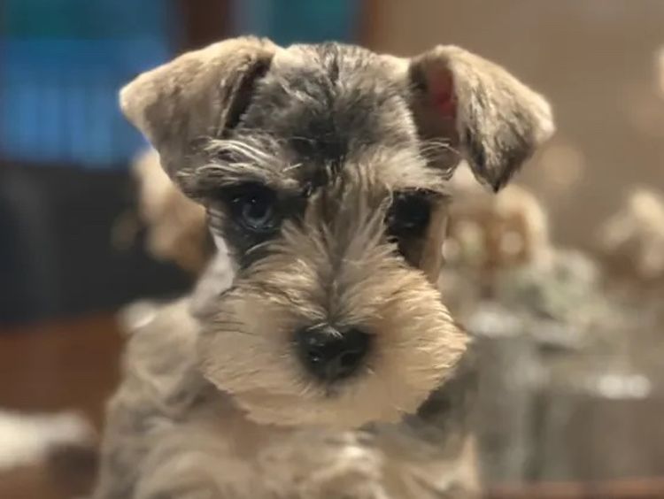 Kennik Miniature Schnauzers