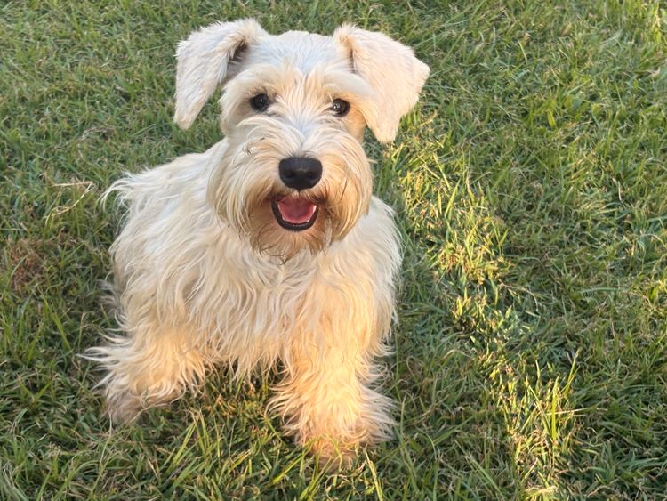 Kennik Miniature Schnauzers