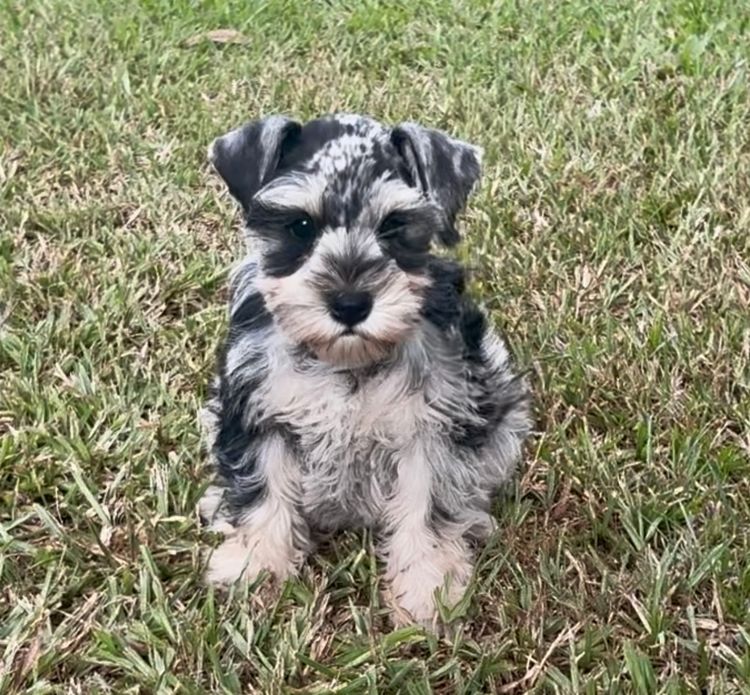 Kennik Miniature Schnauzers
