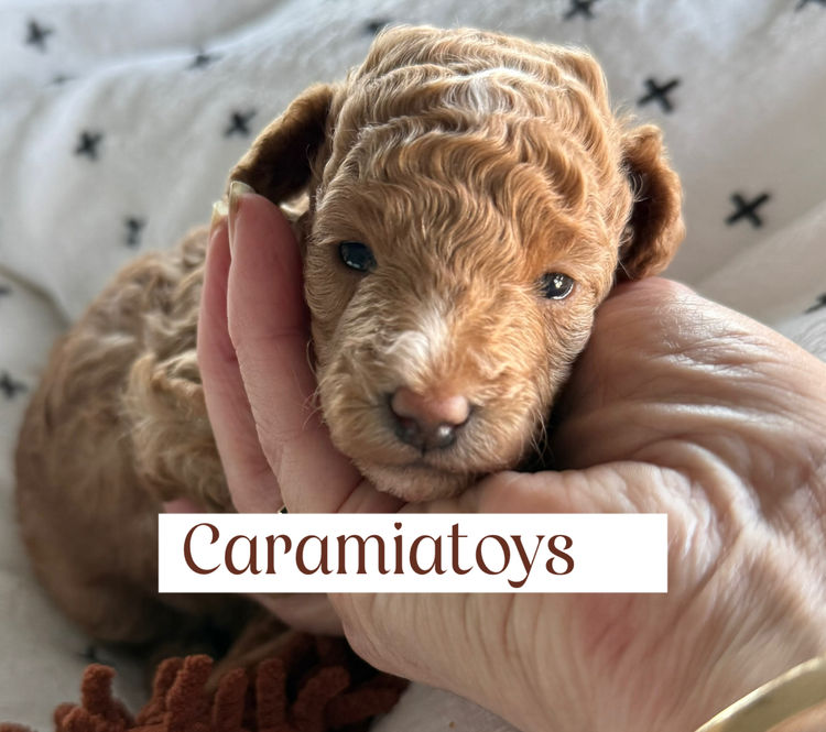 Caramiatoys and stud services