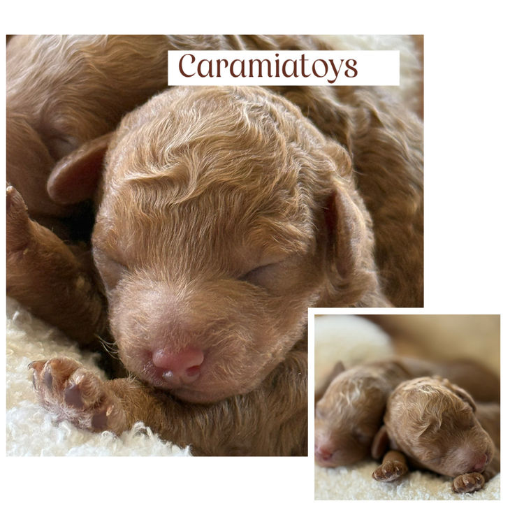 Caramiatoys and stud services