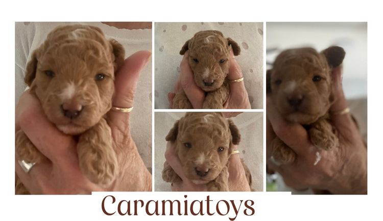 Caramiatoys and stud services