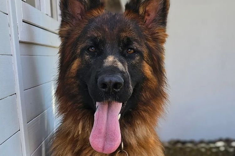 Skilys German Shepherds