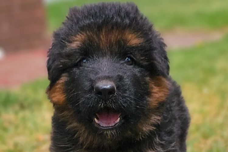 Skilys German Shepherds