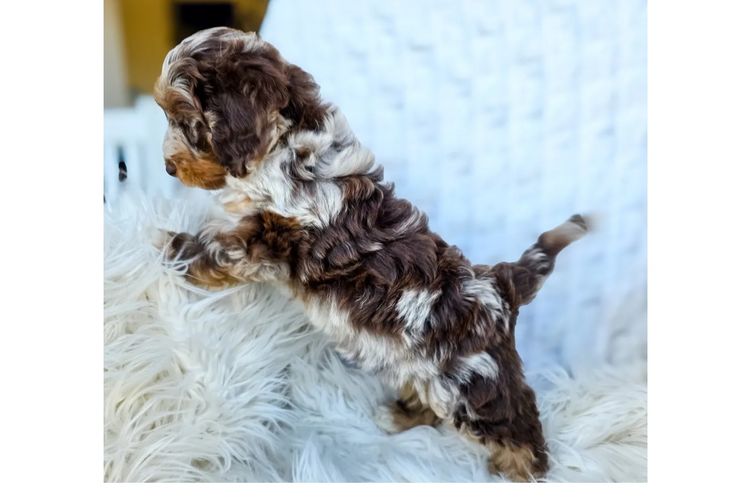 DoxiePoos of Bates Ranch