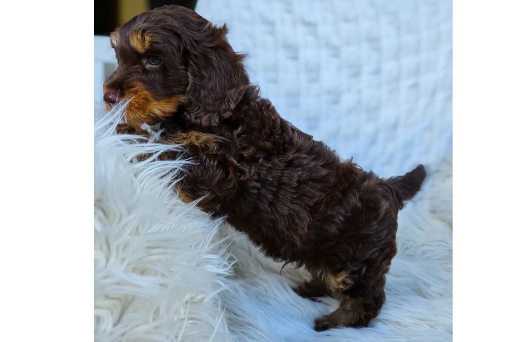 DoxiePoos of Bates Ranch