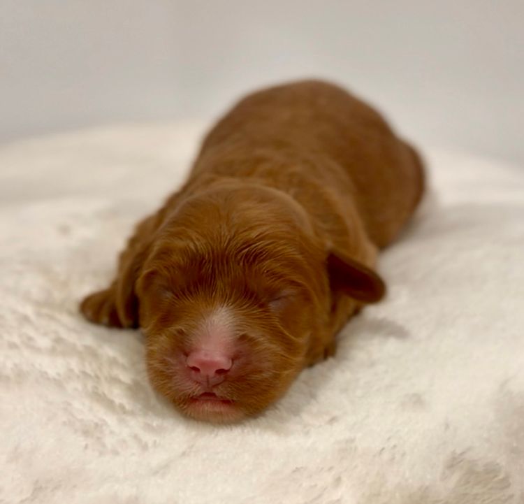 Gentle Heart Cavoodles