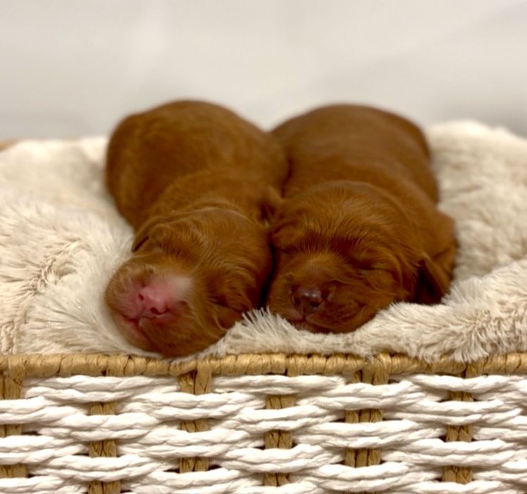 Gentle Heart Cavoodles