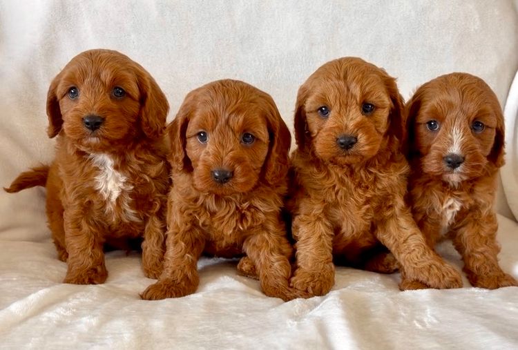 Gentle Heart Cavoodles
