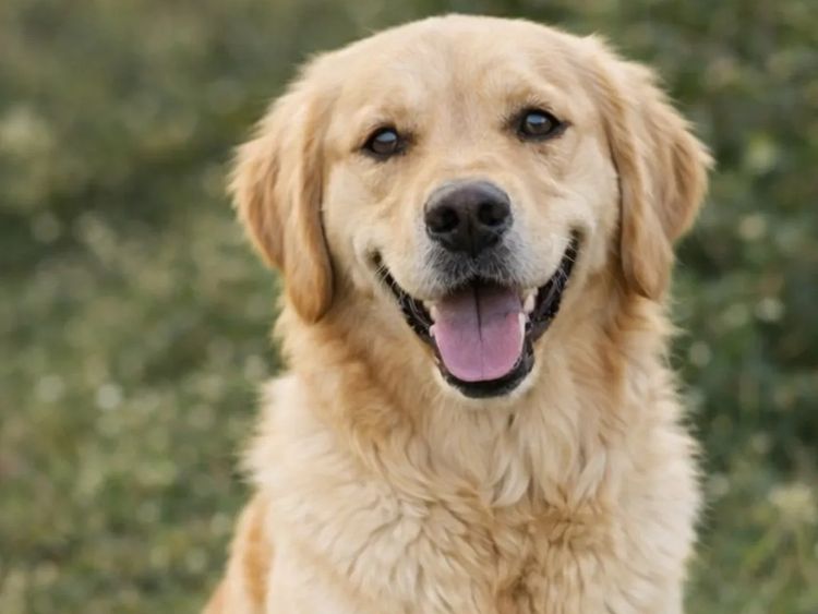 Merryweather Golden Retrievers