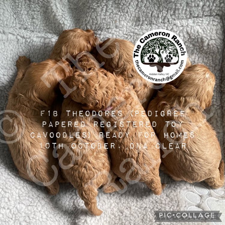 The Cameron Ranch - MDBA Theodores - Gen 1 Toy Cavoodles