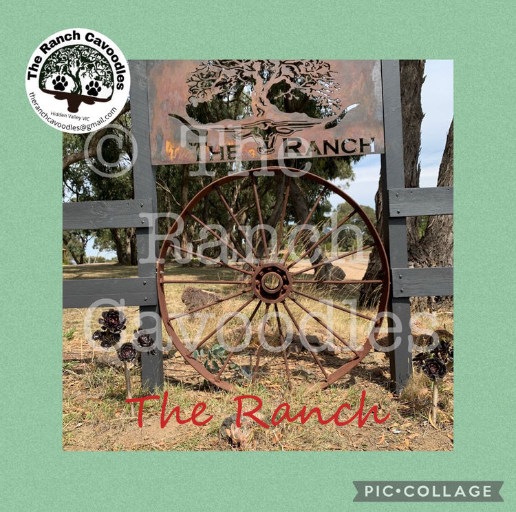 The Cameron Ranch - MDBA Theodores - Gen 1 Toy Cavoodles