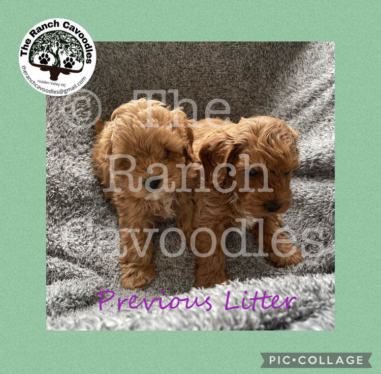 The Cameron Ranch - MDBA Theodores - Gen 1 Toy Cavoodles