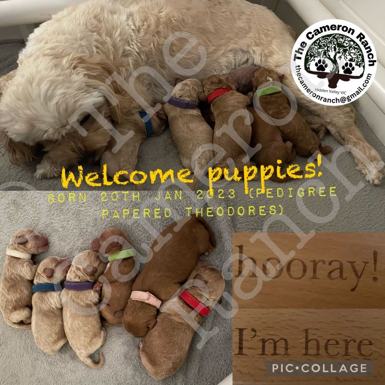 The Cameron Ranch - MDBA Theodores - Gen 1 Toy Cavoodles